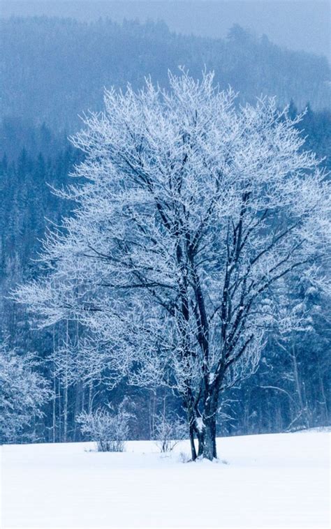 Frozen Tree Snow Winter Free 4k Ultra Hd Mobile Wallpaper