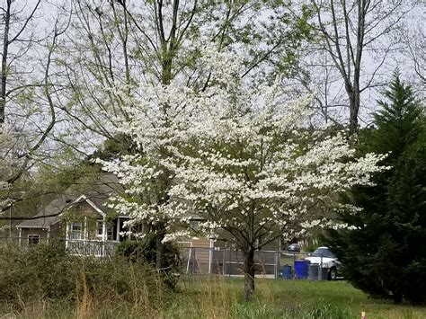 Examples of bush cherries are: Pin by Kity Garcia M on North Carolina Scenery 2018 Spring ...