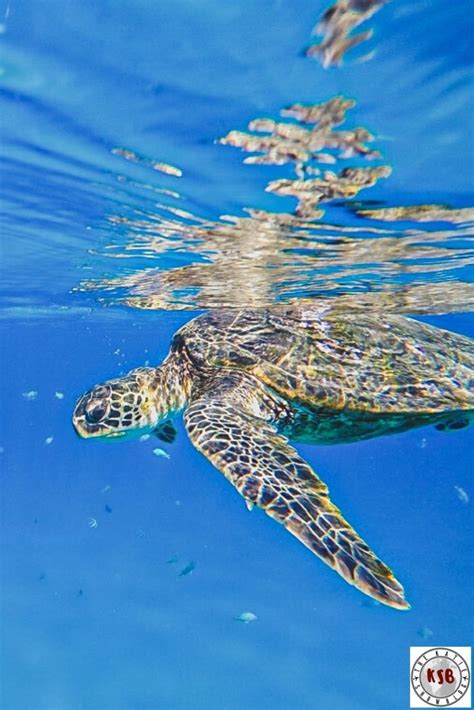 Maybe you would like to learn more about one of these? The Complete Guide To Snorkeling At Electric Beach On Oahu ...