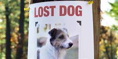 Lost Dog Pet Dogs Things Haven Animal
