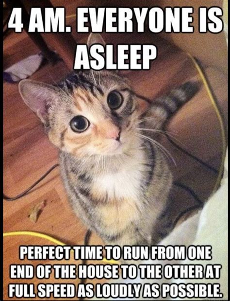 25 Funny Cat Memes Live One Good Life