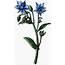 8 Blue Flowers Images  Botanical The Graphics Fairy