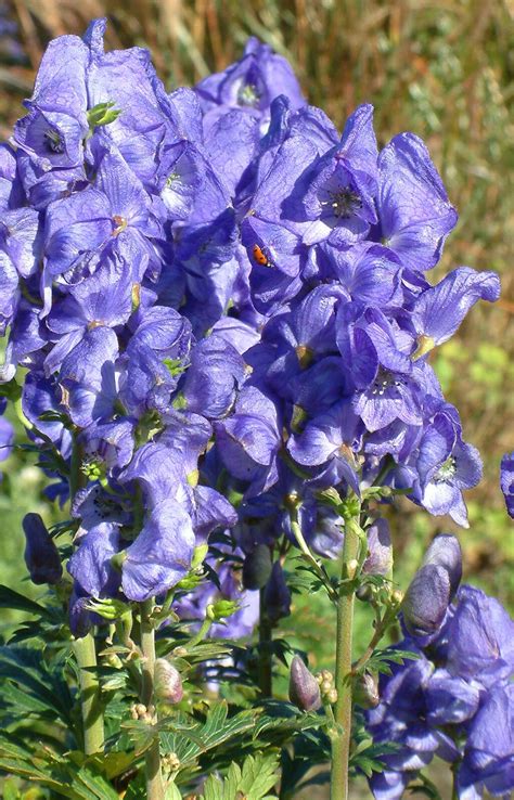 Aconitum Carmichaelii Arendsii Beth Chattos Plants