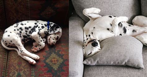 The Position Your Dalmatian Sleeps Tells You A Lot About Them Here Are