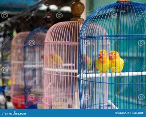 The Laughing Parakeet Stock Photo Image Of Pink Love 33786442