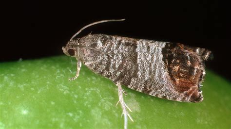 The Codling Moth Larva Hiding In Fruit Ireland The Times