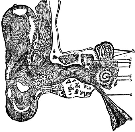 Section Of The Right Ear Clipart Etc