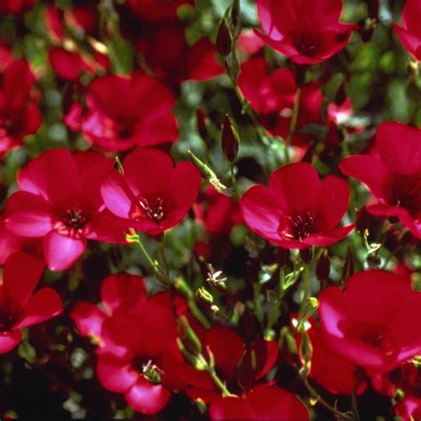 Scarlet Flax Seeds Linum Grandiflorum Rubrum High Country Gardens