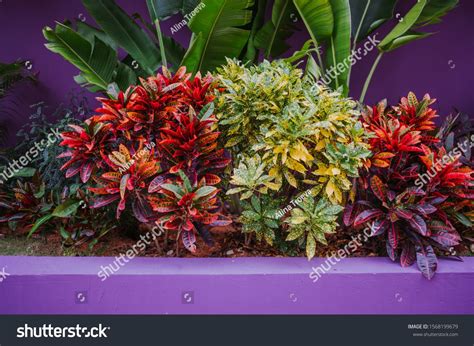 Colorful Croton Leaves Background Codiaeum Variegatum Beautiful