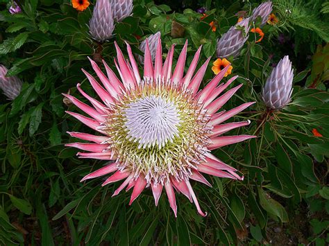 Последние твиты от proteas (@proteas20). Proteas threatened by climate change - Africa Geographic