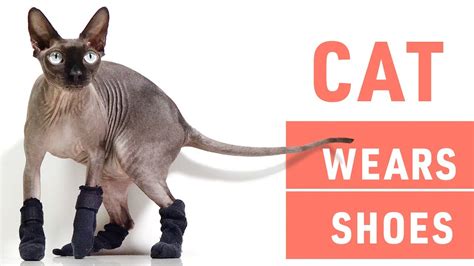 Buy Cat Wear Shoes In Stock