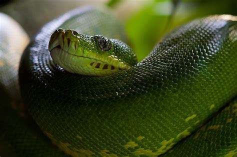 Green Viper Snake Hd Wallpaper Wallpaper Flare