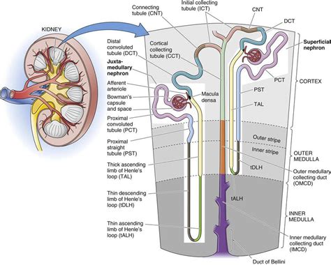 Functional Anatomy Of The Kidney Organization Of The Urinary System