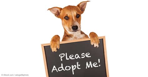 Adopt me tier list adopt me pets. Pet Adoption | Will These Pets Ever Find Homes?