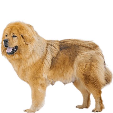 Tibetan Mastiff Dog Breed Information Dognomics