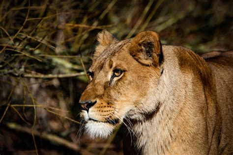 Lioness Near Twigs · Free Stock Photo
