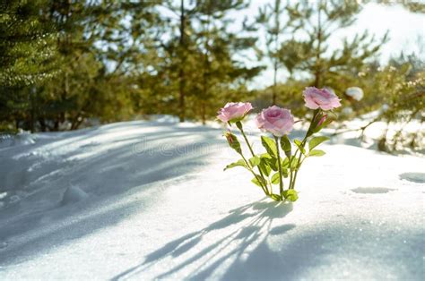 Pink Flowers In Winter Snow Picture Image 82962678