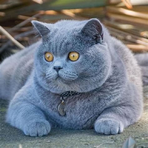 American Shorthair Fat Cat Breeds Pets Lovers