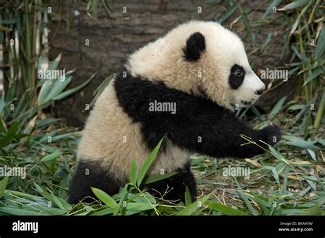 Baby Giant Panda Ailuropoda Melanoleuca About 5 Months Old With