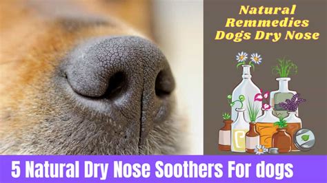 Dog With Dry Nose What Does It Mean 5 Natural Remedies Serve Dogs