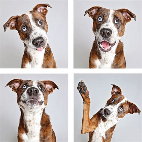 Shelter Dogs In A Photo Booth Guinnevere Shusters Cute Canine Portraits