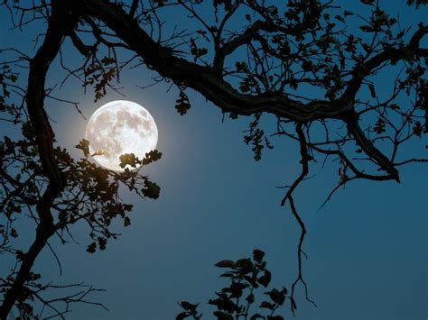 Download Beautiful Full Moon And Tree Branch Wallpaper