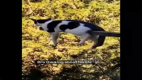 Funniest Cat And Dog Videos Funny Animals April 2023 Video Dailymotion