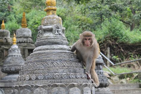 The Planet Of The Apes Or Monkey Temple In Kathmandu
