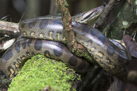 Green Anaconda Eunectes Murinus Reptile Sheet
