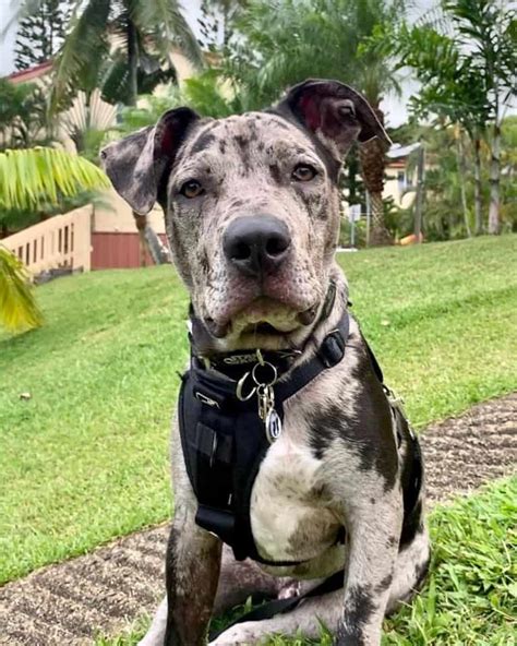 Pitahoula Catahoula And Pitbull Mix Info Pictures Facts Faqs And More
