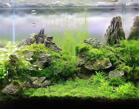 Freshwater aquarium aquascape design ideas aquasca. Pin on Freshwater Aquarium Ideas