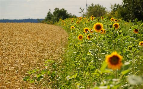 Summer Fields Wallpapers Wallpaper Cave