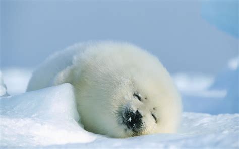 Wallpaper Animals Snow Winter Arctic Seals Freezing Weather