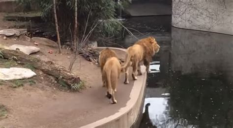 The Hilarious Moment A Lion Missteps And Falls Into The Pond
