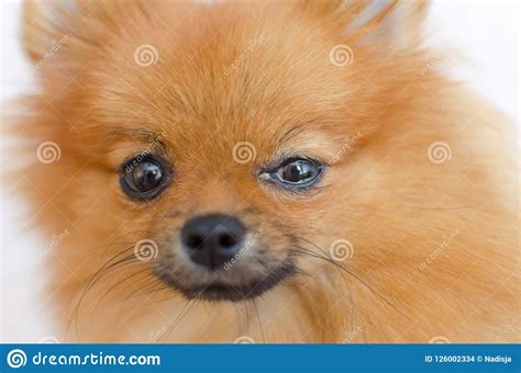 A Dog Has An Eye Problem Conjunctivitis Stock Photo Image Of Cute
