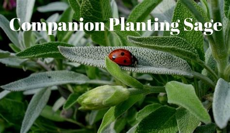 The truth is that rosemary grows really well with vegetables. Companion Planting Sage | Growing Guides