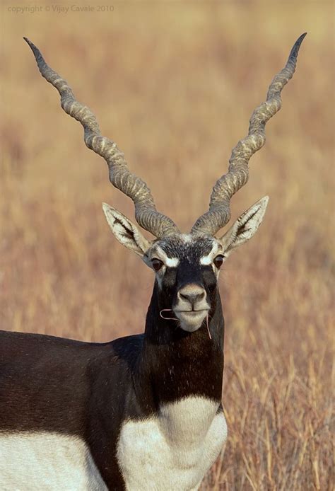 These animals have a great ecological role in nature. Male Blackbuck (Antilope cervicapra) with a magnificent ...