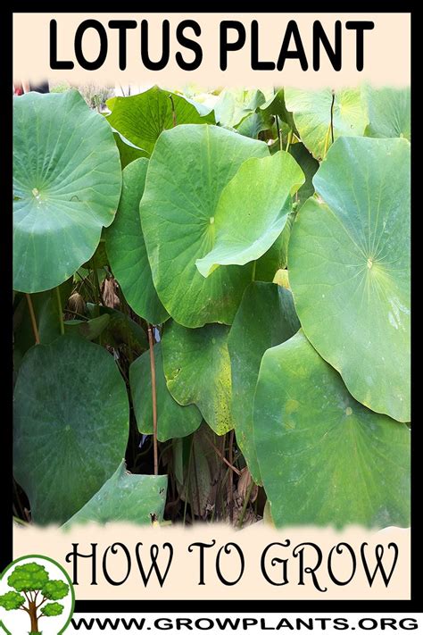 Lotus Plant How To Grow And Care