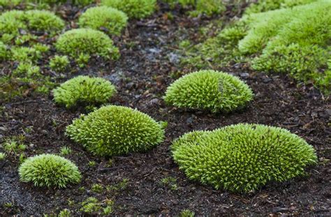 How To Grow And Care For A Moss Lawn