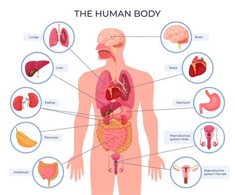 Body Organs Diagram Male Au Sannheter Du Ikke Visste Om Male