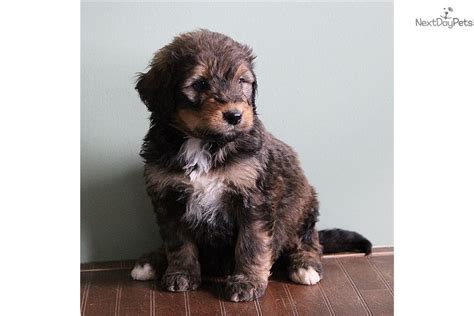 Why buy a bernese mountain dog puppy for sale if you can adopt and save a life? Bernese Mountain Dog puppy for sale near Winchester, Virginia. | 22fb9643-11f1