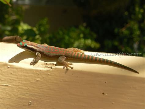 Maybe you would like to learn more about one of these? gecko lizard | Mauritius Gecko : Echse-Lizard-Lézard ...