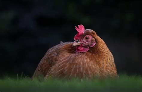 産卵鶏品種ベスト13と生産性トップ13 Twit Book Club