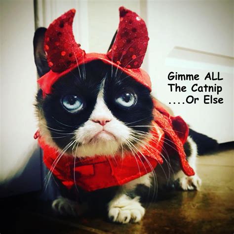 Grumpy Cat By Gary October 2017