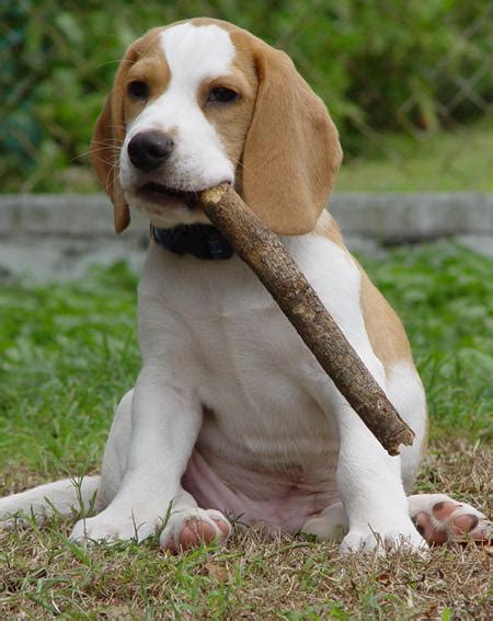 By better understanding beagle puppies, it is possible to overcome several potty training difficulties and help these pups succeed. Lemon Spotted Beagle | Dog Beagles