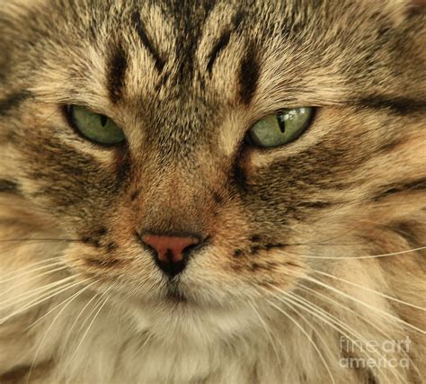 Whats Up Pussy Cat Photograph By Inspired Nature Photography Fine Art