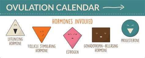 Understanding Your Ovulation Cycle Infographic Red Rock Fertility Center