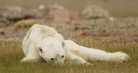 Viral Video Of A Polar Bear Starving To Death Is Breaking Hearts On