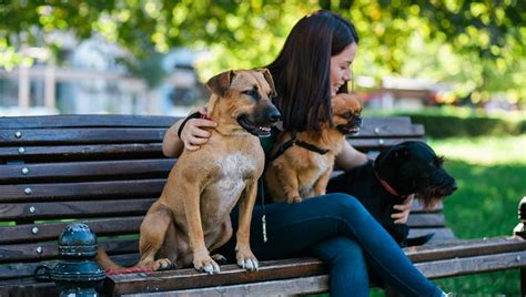 Get a free quote in under 5 minutes with our online form! How To Get A Job As A Professional Dog Sitter - DogTime
