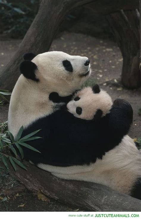 307 Best Osos Panda Images On Pinterest Panda Bears